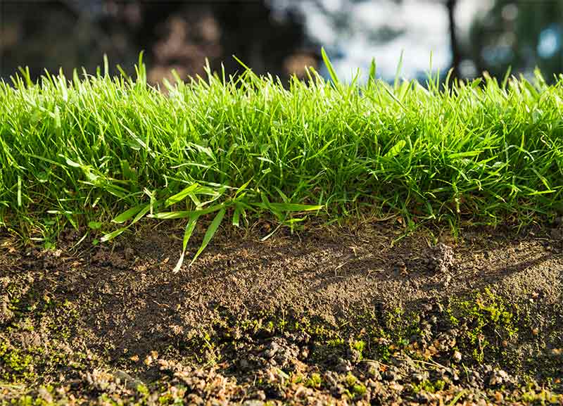 Lawn Care and Gardening Australia