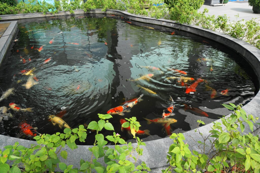 How to Build a Koi Pond 