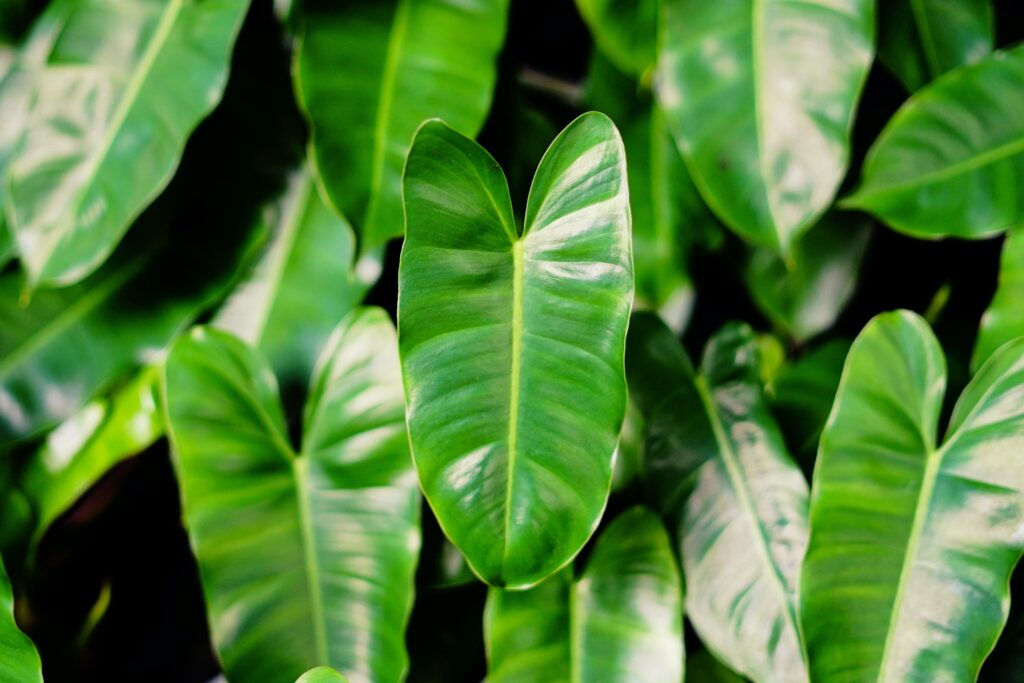 Grow and Care for Philodendron Bernardopazi