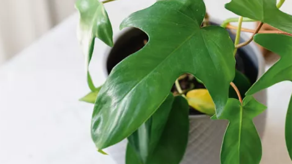 Grow and Care for Philodendron 'Florida Green'