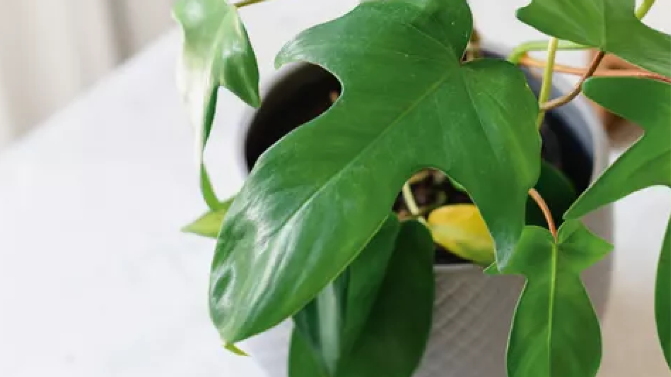 How to Grow and Care for Philodendron ‘Florida Green’
