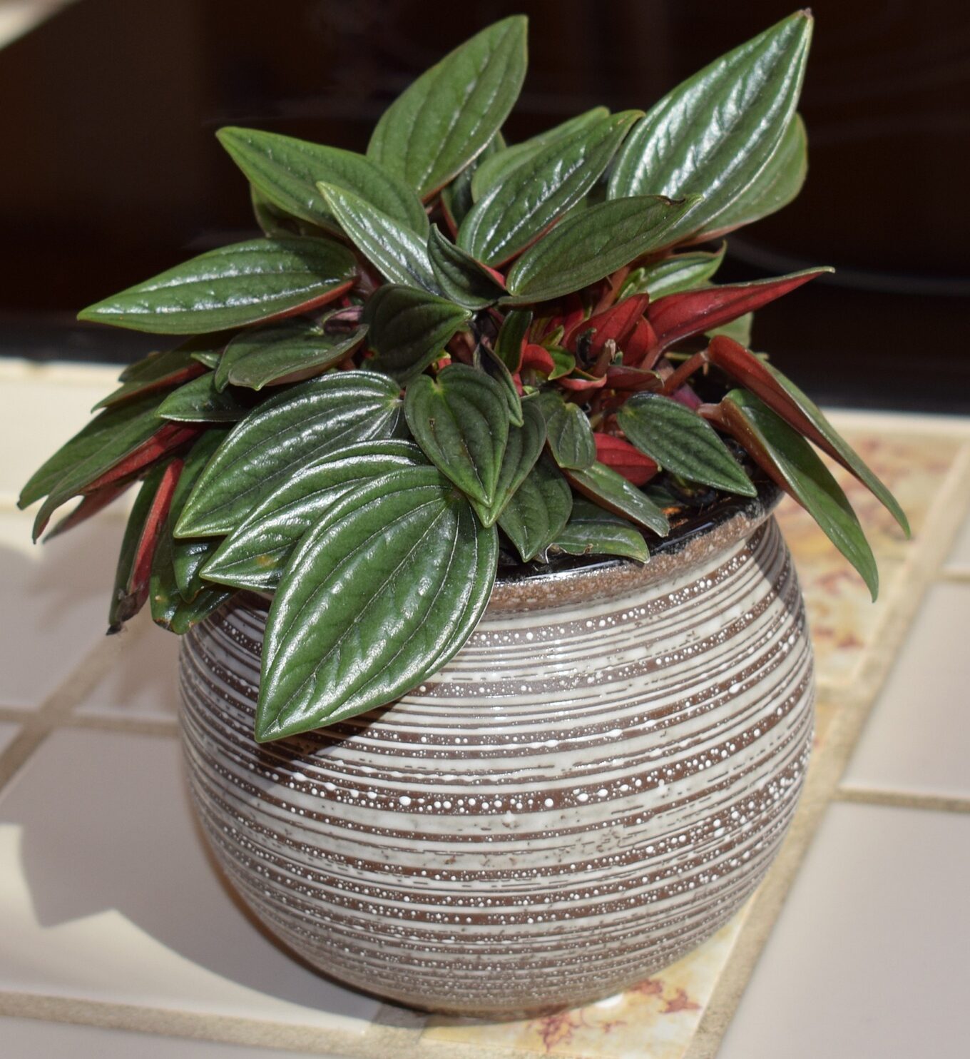 How to Grow and Care for Peperomia Rosso