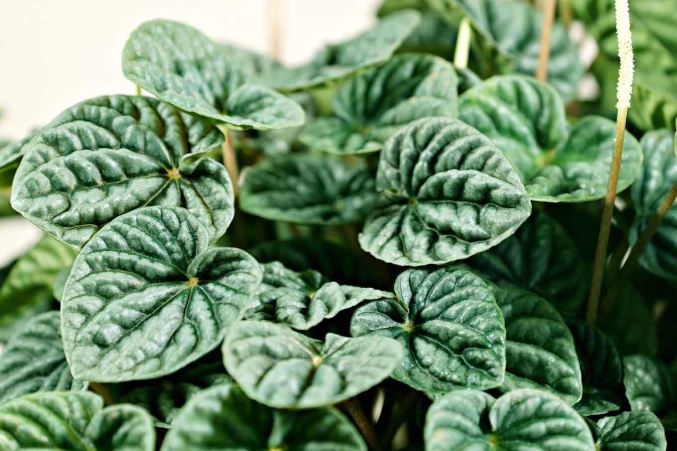 How to Grow and Care for Peperomia Caperata
