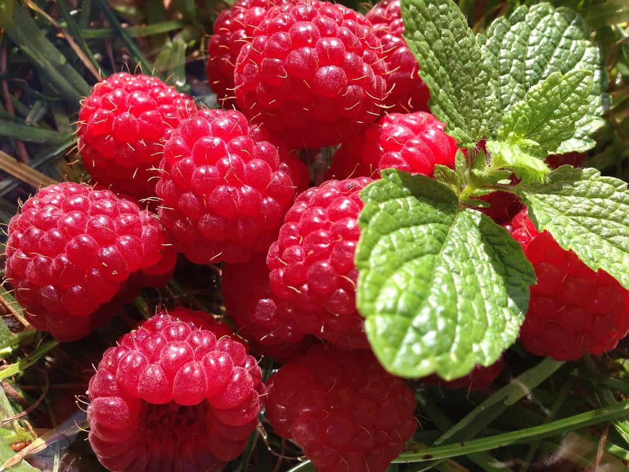 Explore Dried Raspberries & its Benefits
