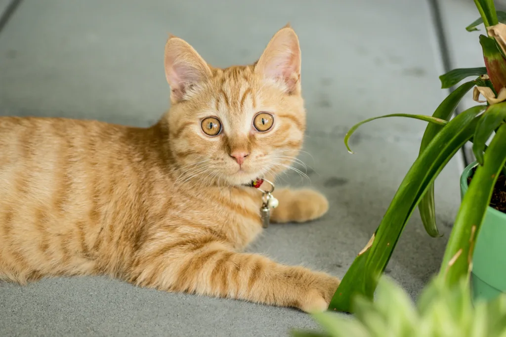 are spider plants poisonous to cats