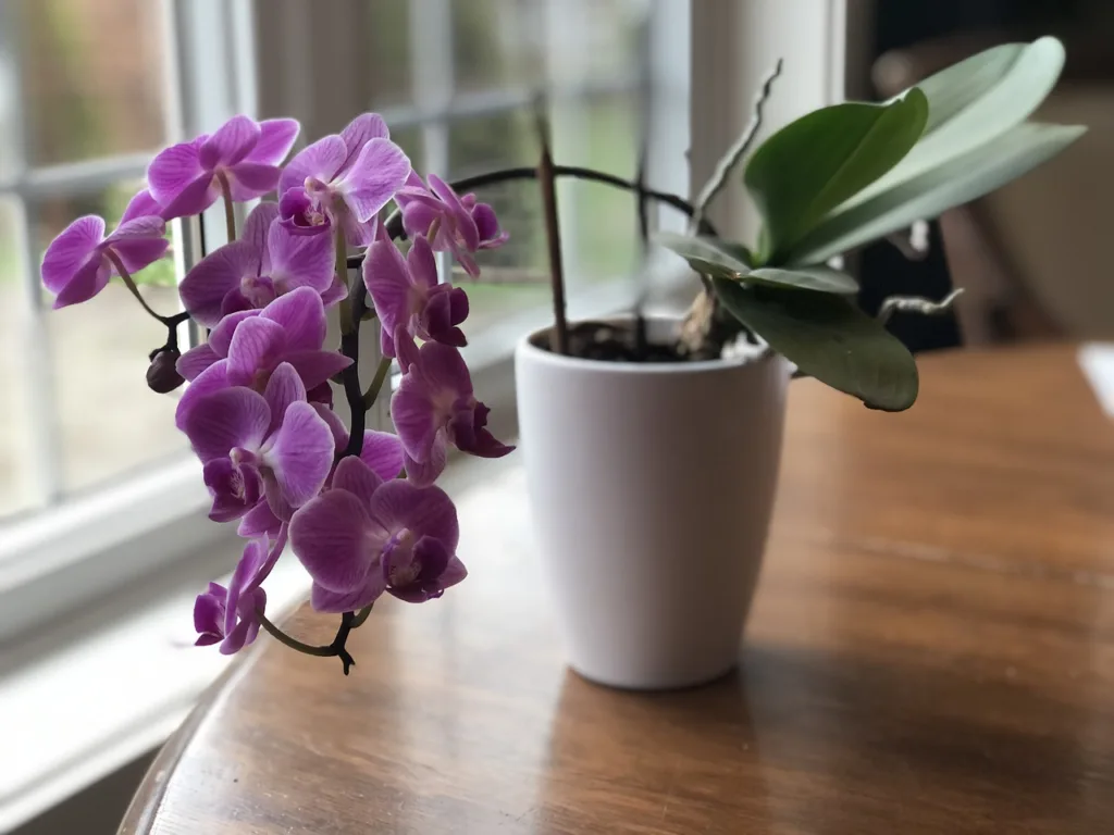how long do orchid flowers last
