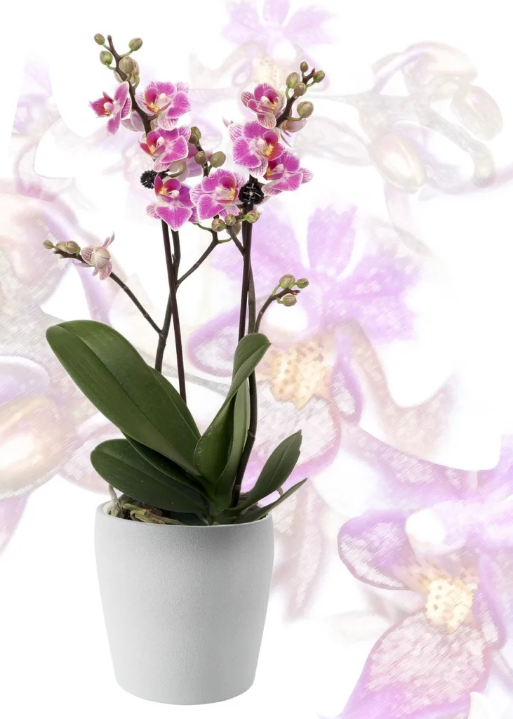How Do I Get My Orchid to Flower Again