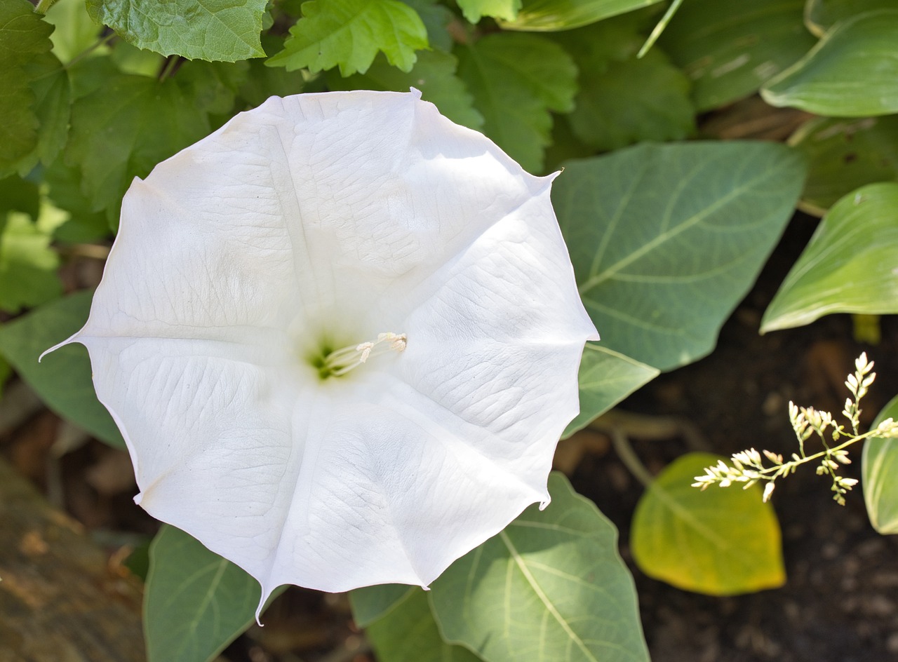 How To Grow And Care For Moonflower 2024