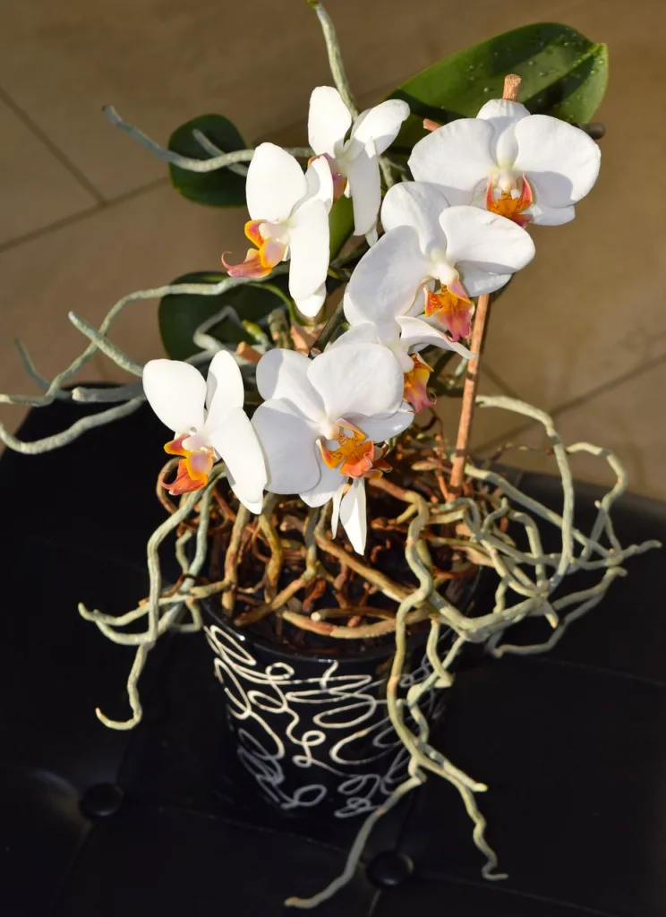orchid flower bloom