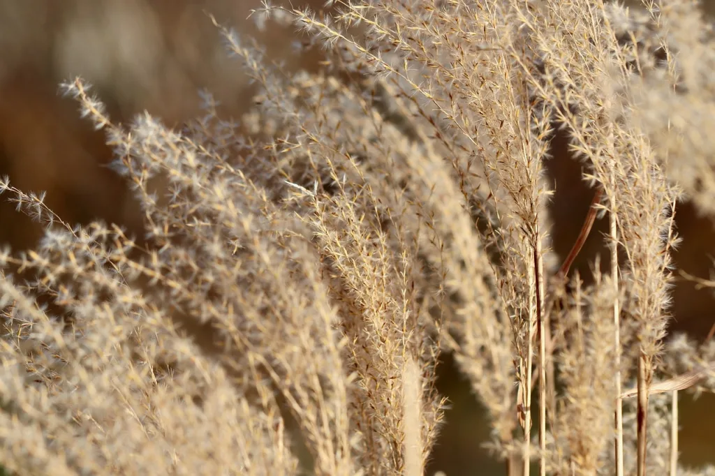 How to Grow Chinese Silver Grass