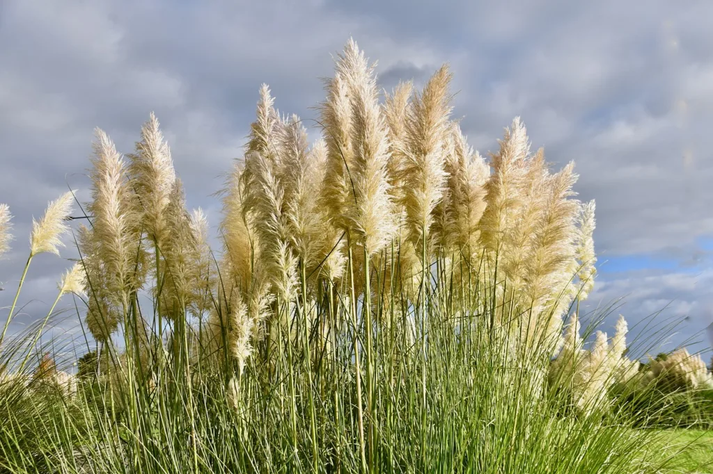 Pampas Grass