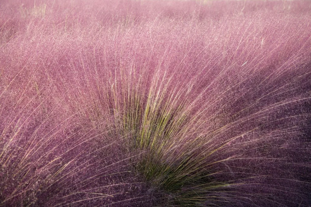 How to Plant and Care for Pink Muhly Grass