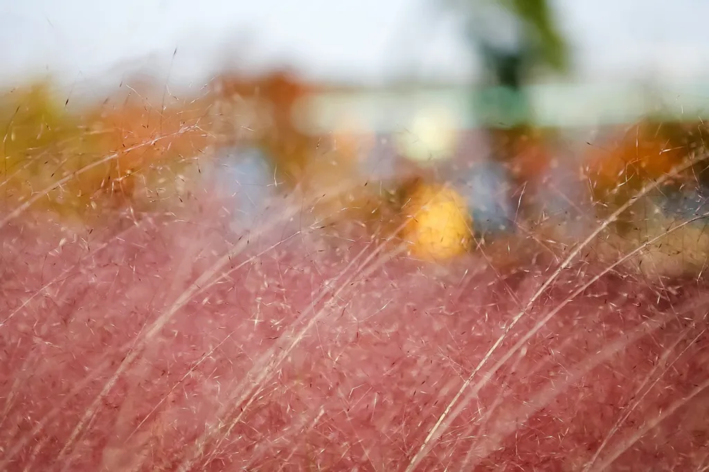 Pink Muhly Grass Companion Plant