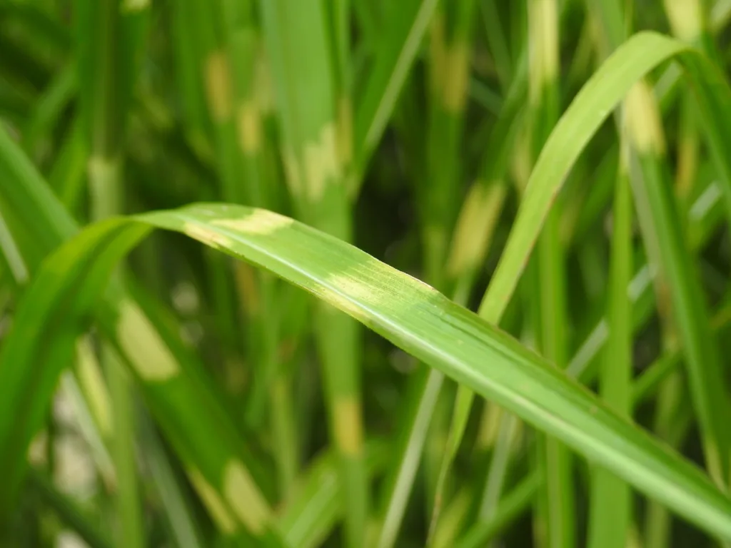 How to Grow and Care for Zebra Grass