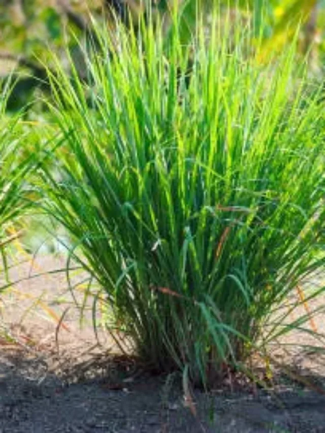 How to Plant Citronella Grass