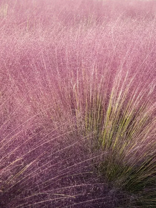 Pink Muhly Grass Grow Tips