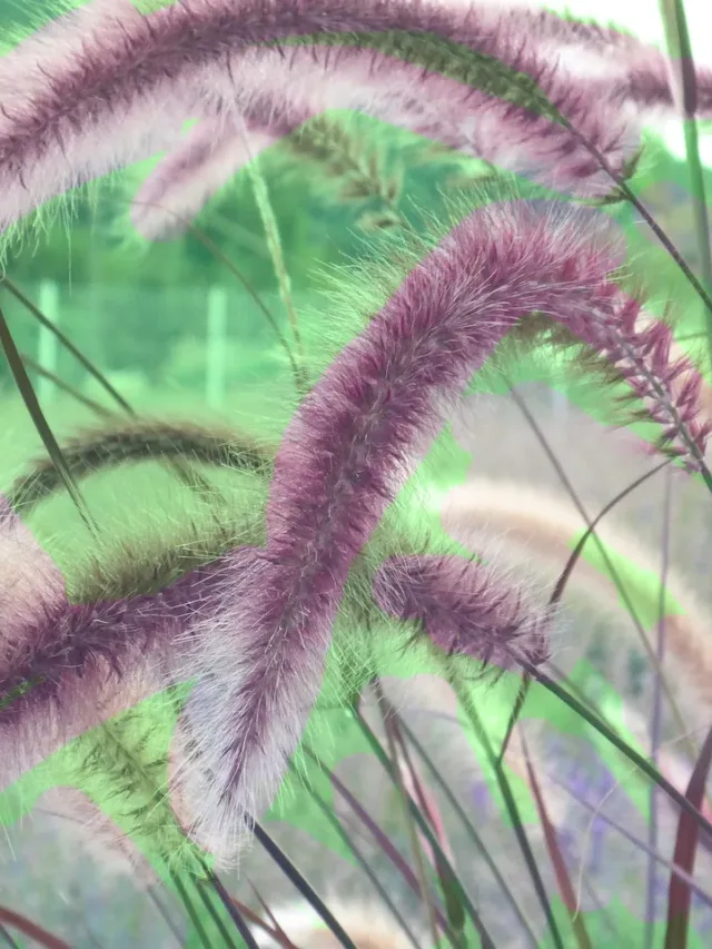 Purple Fountain Grass, Grow tips