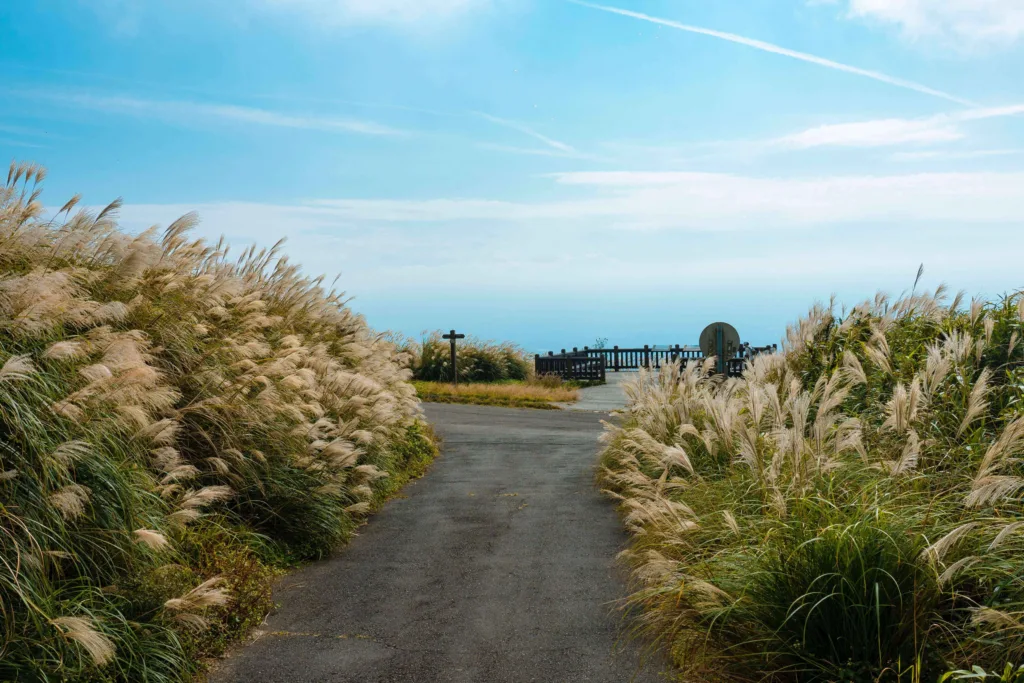 How to Plant and Care for Maiden Grass