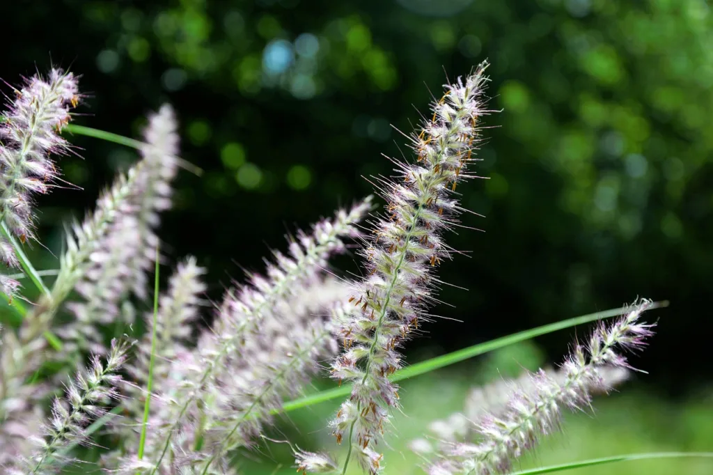 pennisetum setaceum 'rubrum' purple fountain grass