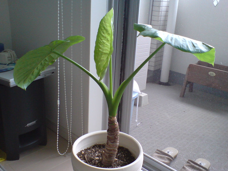 How to Grow and Care for Alocasia Odora