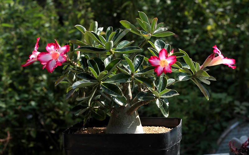 desert rose plant