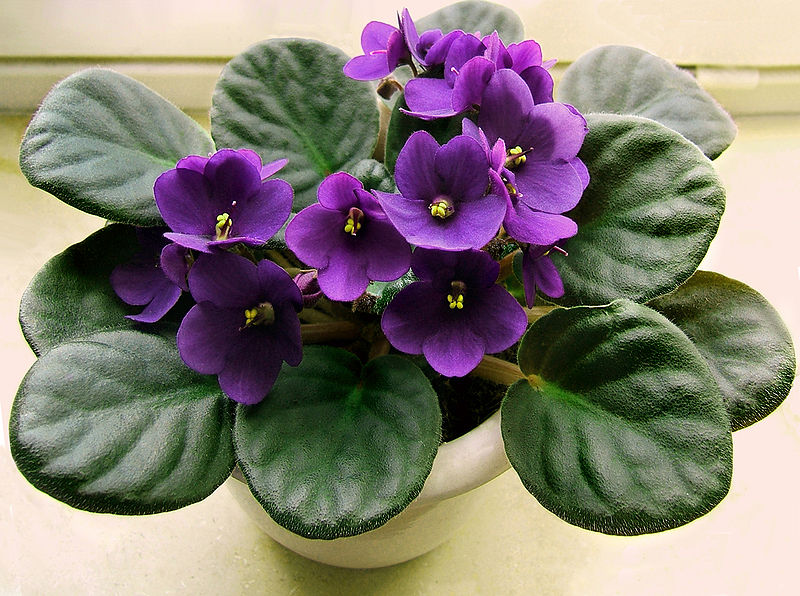 How to Grow and Care for African Violets