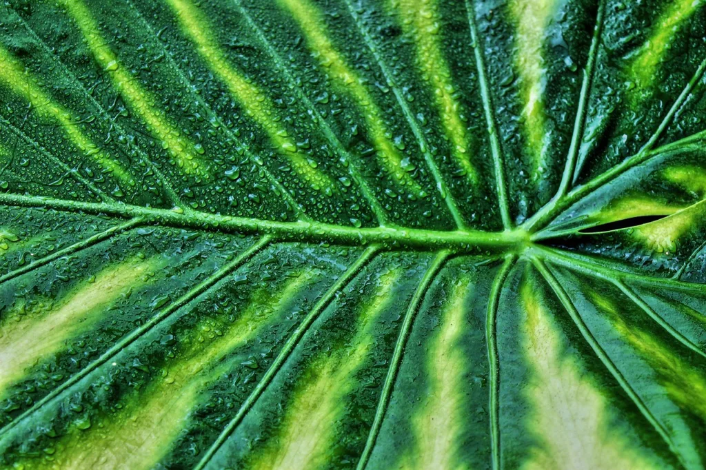 Alocasia Frydek Variegated Plant Guide