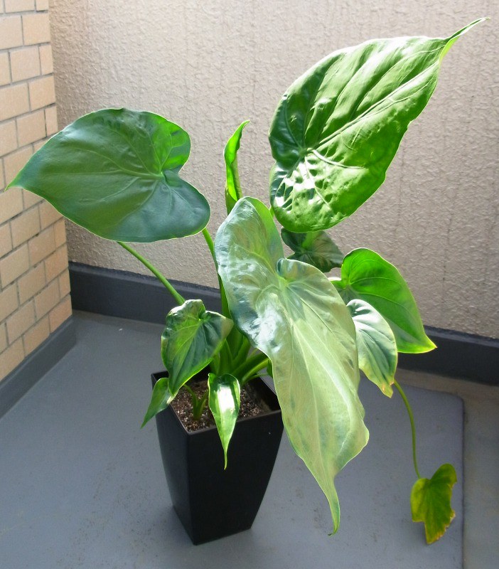 How to Grow and Care for Alocasia Odora