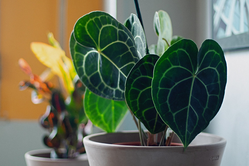 How to Grow and Care for Anthurium Clarinervium