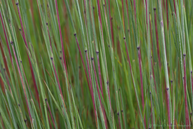 How to Grow and Care for Big Bluestem Grass