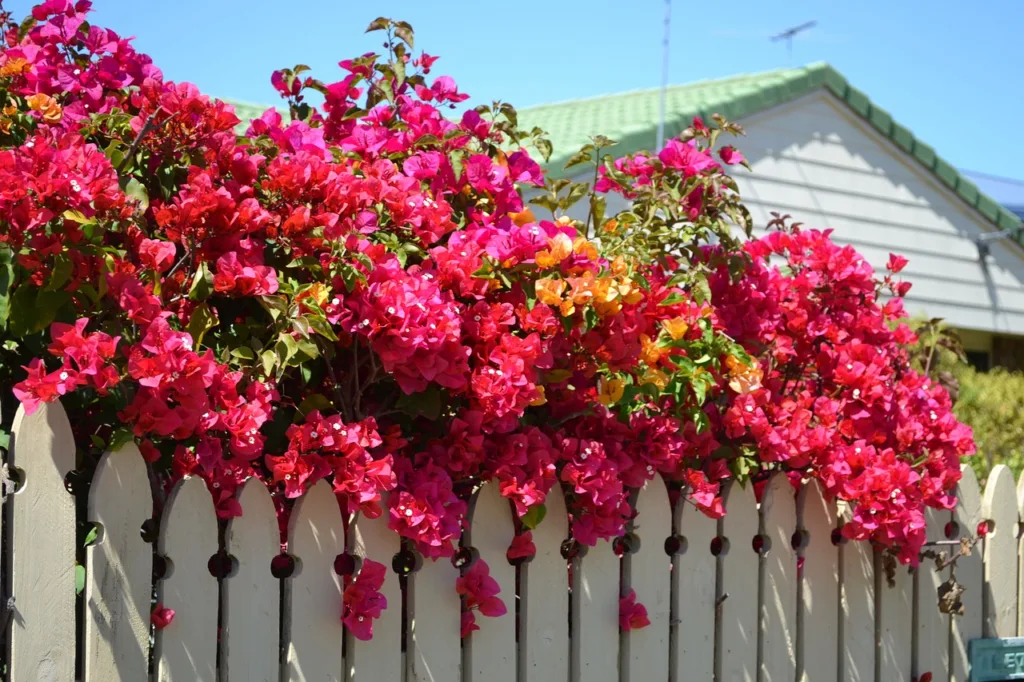 How to Grow and Care for Bougainvillea