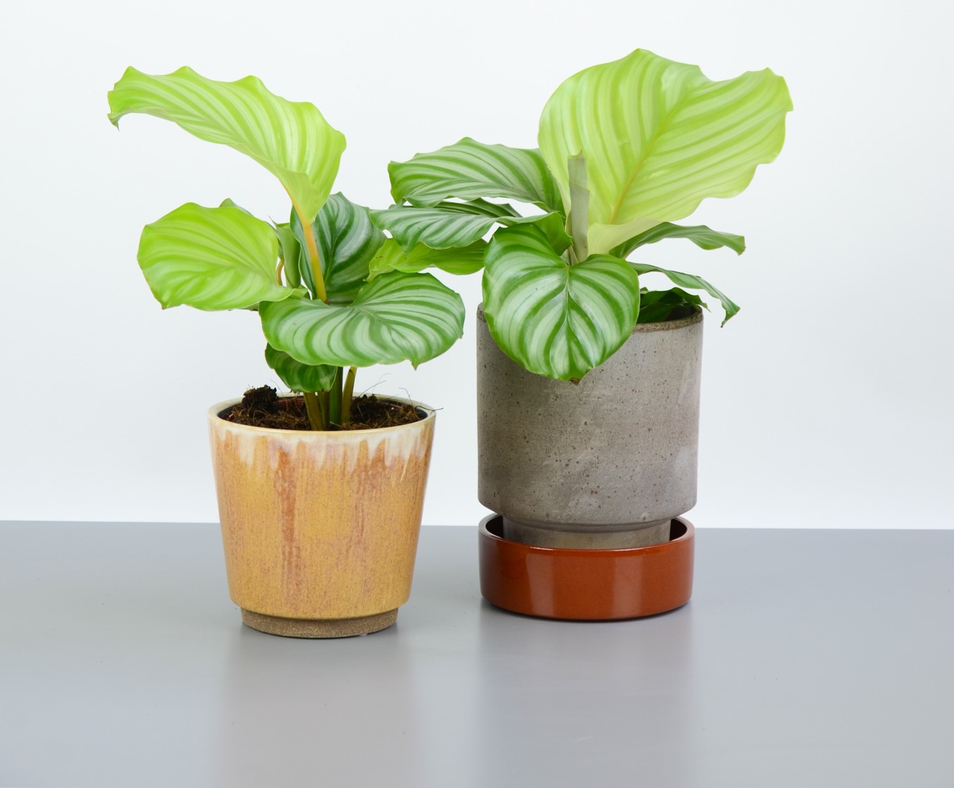 How to Grow and Care for Calathea Orbifolia