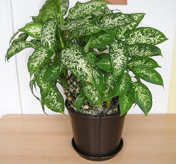 How to Grow and Care for Dieffenbachia