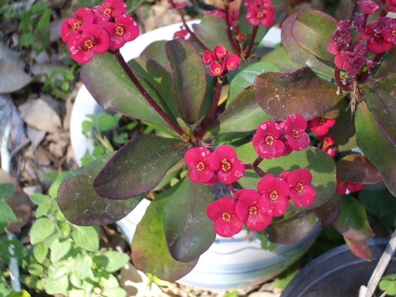 How to Plant and Care for Euphorbia