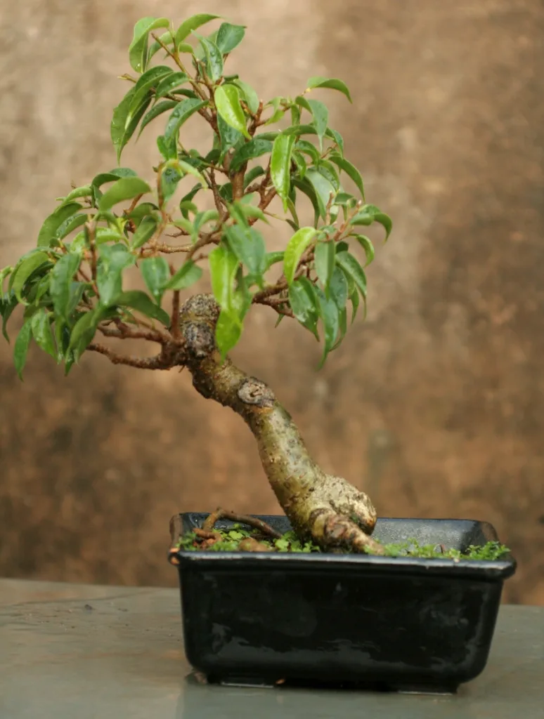 How to Grow and Care for Ficus