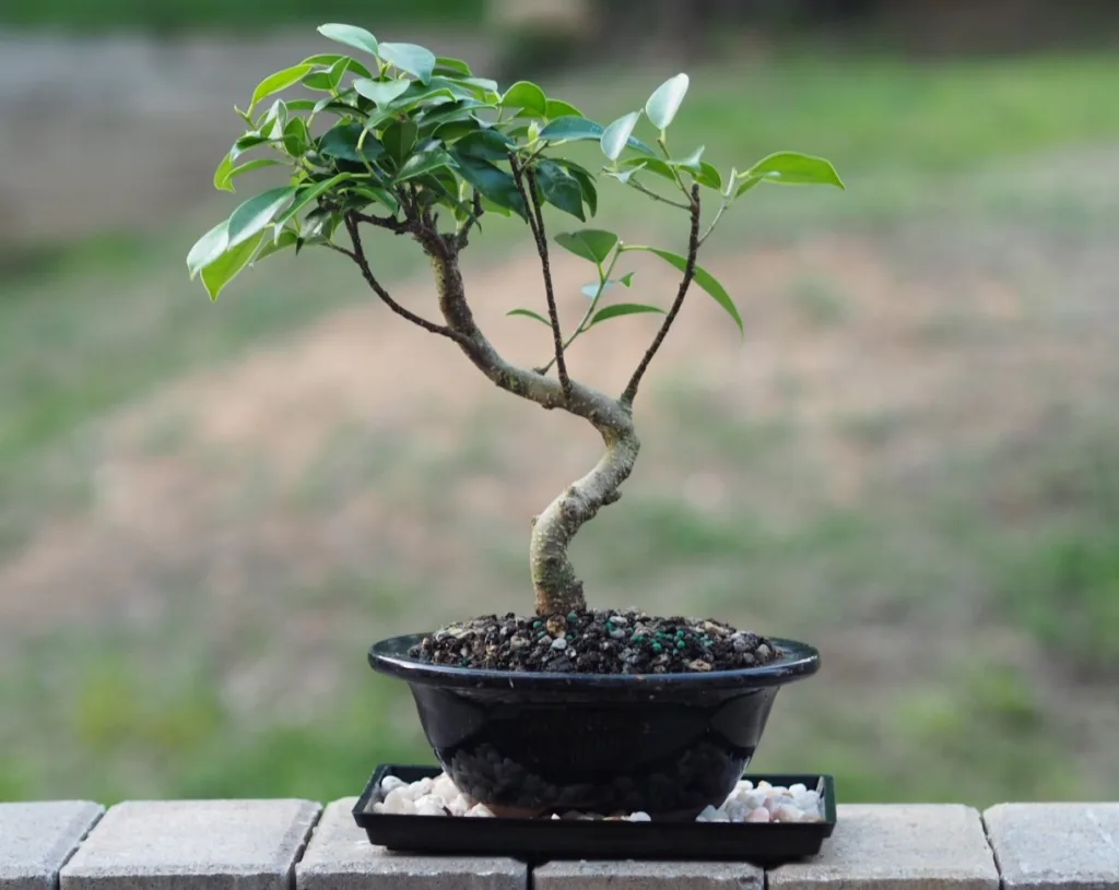 How to Grow and Care for Ficus Microcarpa