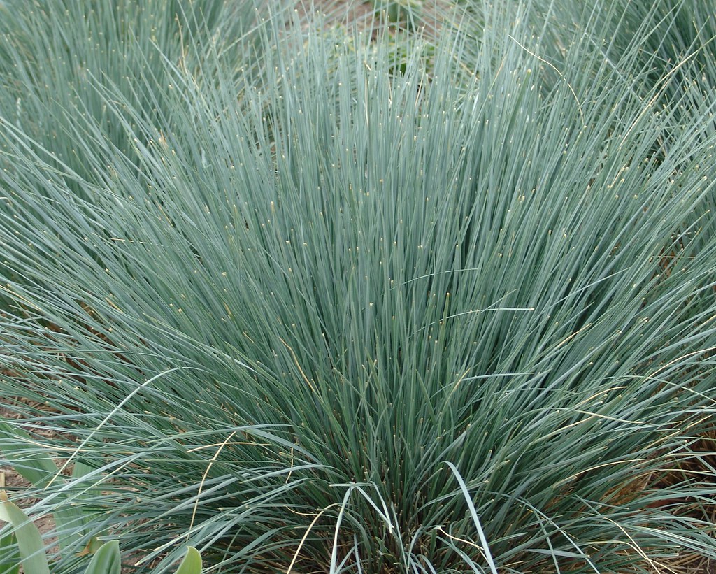 Growing and Caring for Blue Oat Grass