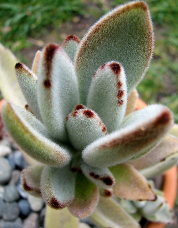 Kalanchoe Tomentosa(Panda Plant)