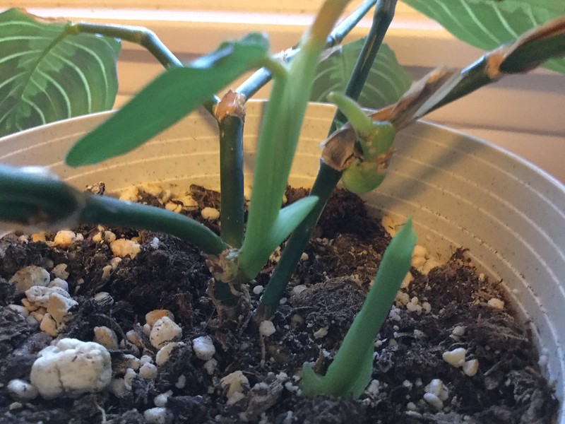 Growing and Caring for Maranta Leuconeura