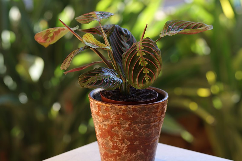 Growing and Caring for Maranta Leuconeura