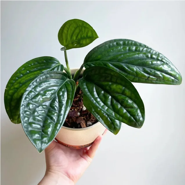 How to Grow and Care for Monstera Peru