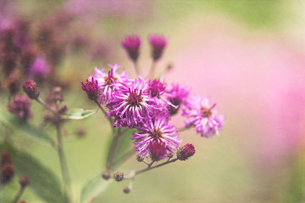 How to Grow and Care for New York Ironweed