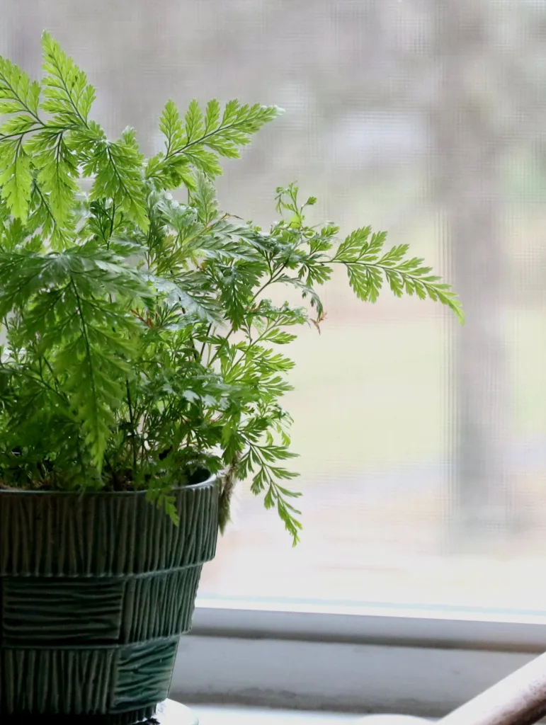 How to Grow and Care for Rabbit Foot Fern