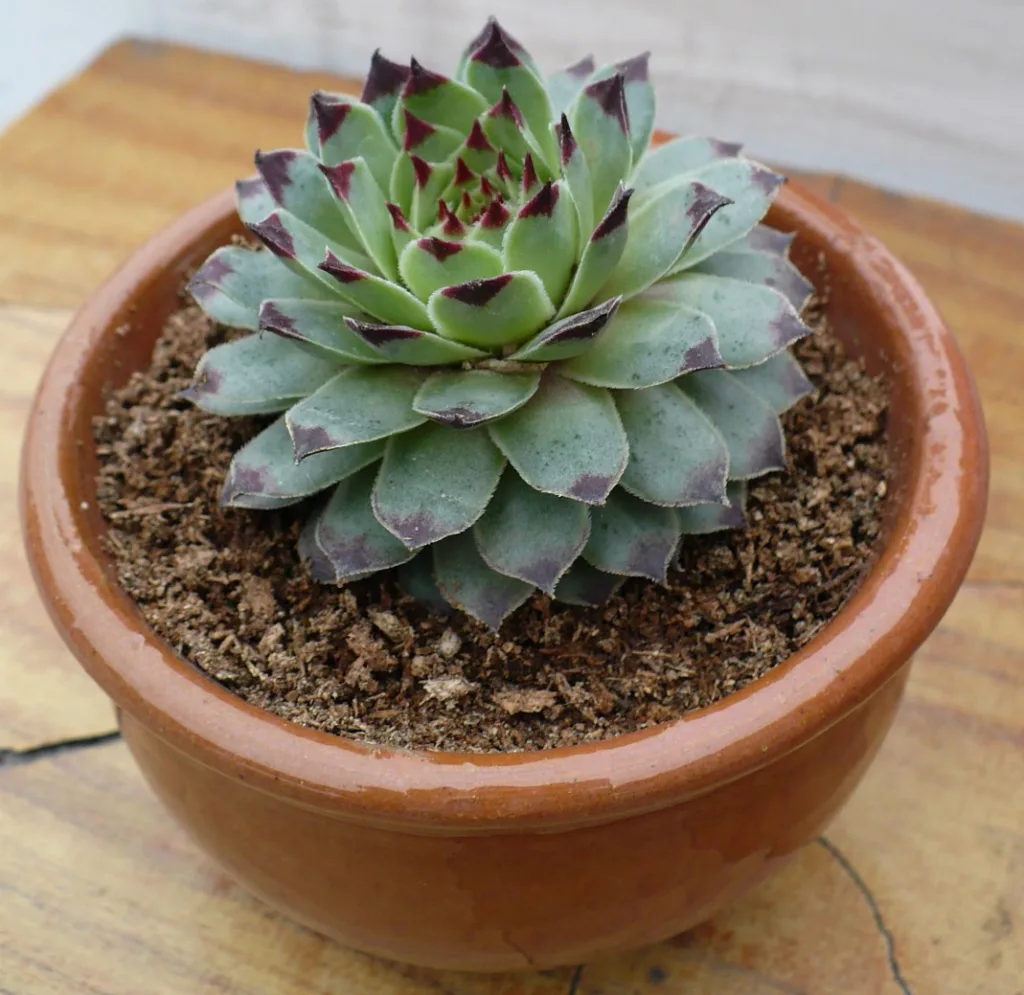 How to Grow and Care for Sempervivum Tectorum