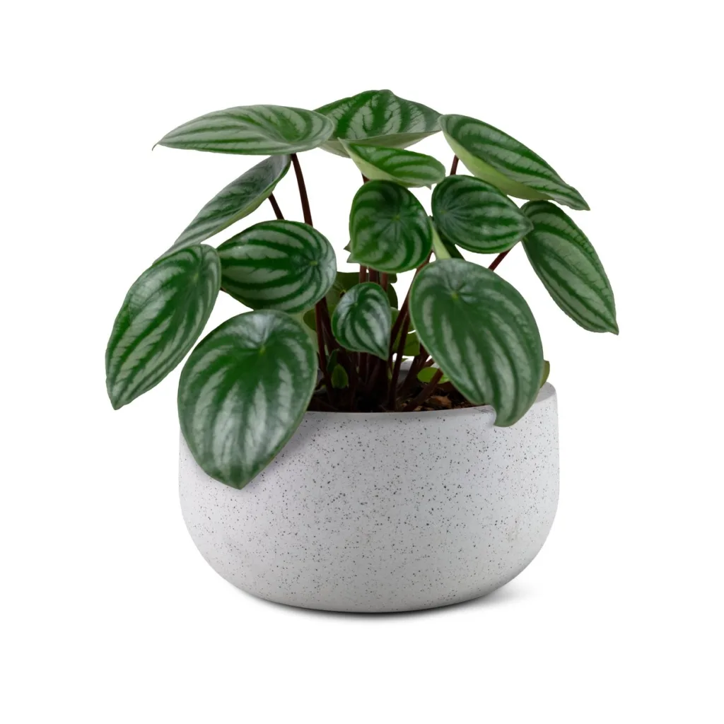 Best Tips to Grow Watermelon Peperomia