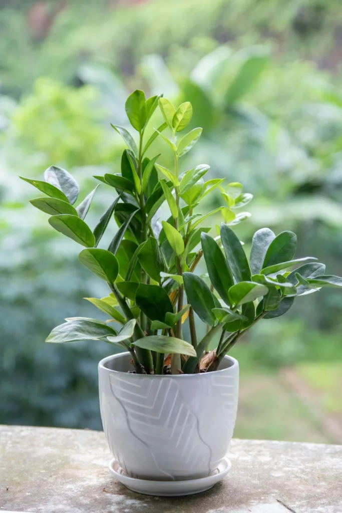 How to Grow and Care for Zamioculcas