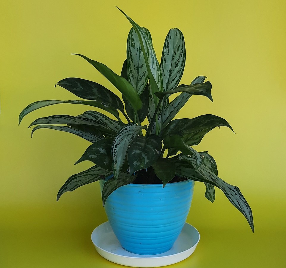 How to Grow and Care for Aglaonema