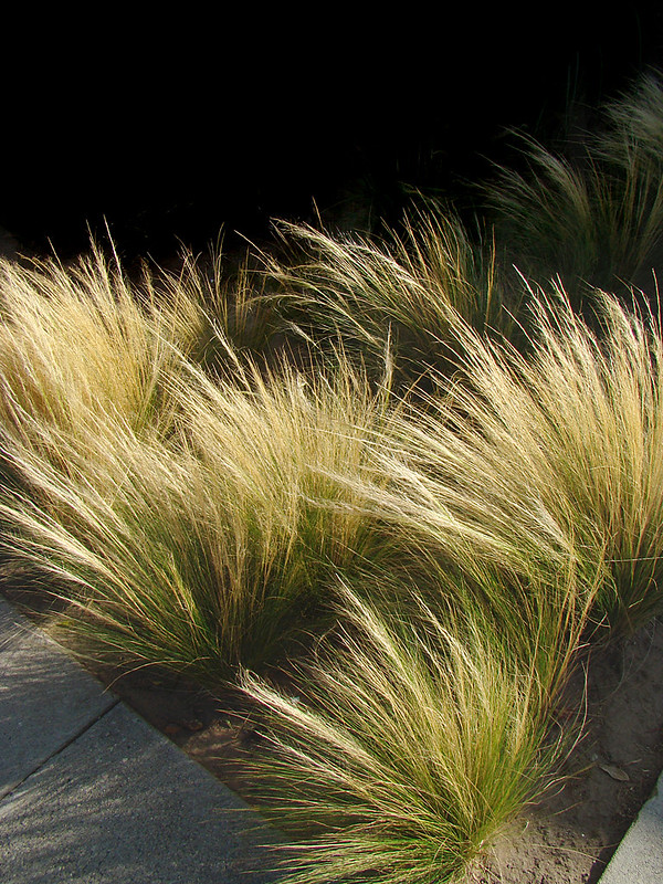 How to Grow and Care for Mexican Feather Grass