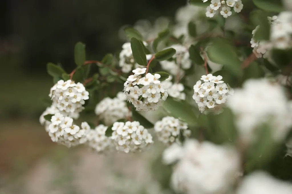 How to Grow and Care for Bridal Wreath Spirea