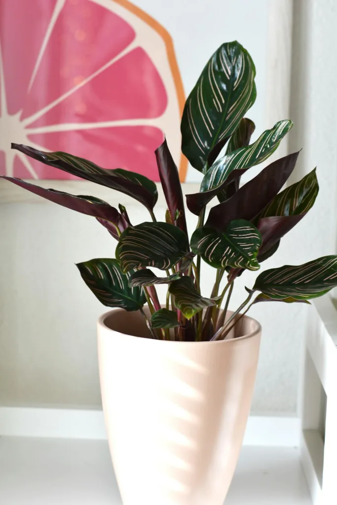 How to Grow and Care for Calathea warscewiczii